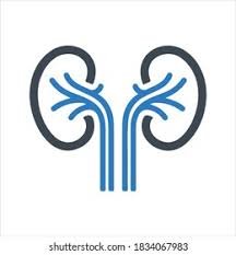 Nephrology (Kidney)